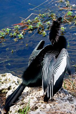 Anhinga