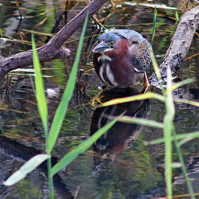 Green Heron