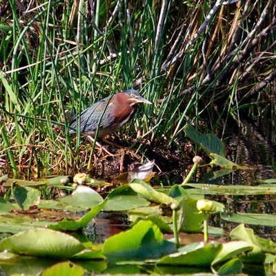 Green Heron