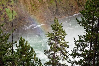 Below the Upper Falls on the Yellowstone River