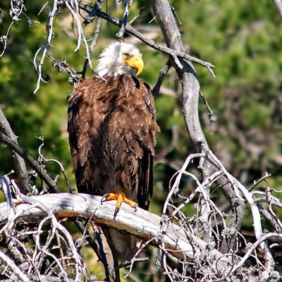 Bald Eagle, near Colter Bay