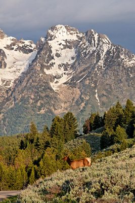 Elk with Teton Range Backdrop