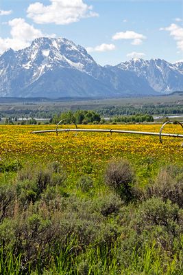 Field of yellow wildflowers, below the Tetons