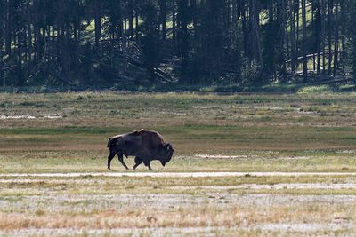 Bison walking across the Lower Geyser Basin