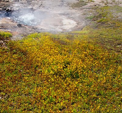 Young Hopeful Geyser