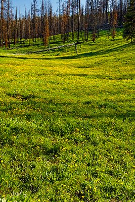 Yellow flower meadow, between West Thumb and Fishing Bridge