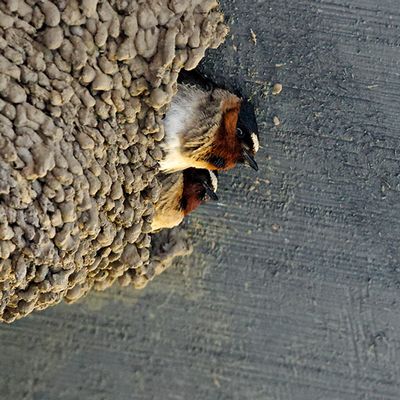 Nesting Cliff Swallows