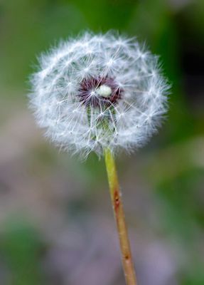 Dandelion, at Big Sky