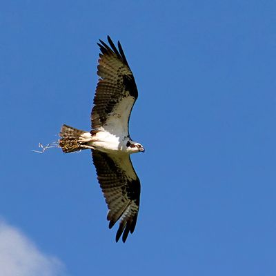 Osprey with nesting material in its talons