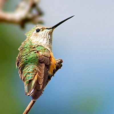 Female Rufous Hummingbird