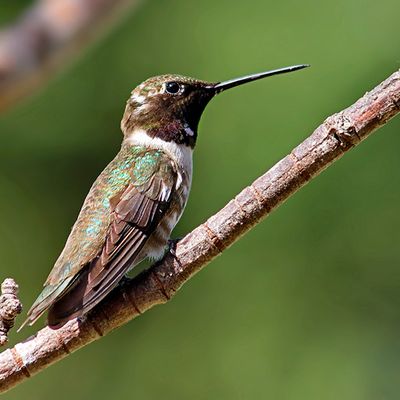Black-chinned Hummingbird