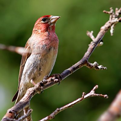Cassin's Finch