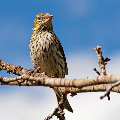 Pine Siskin