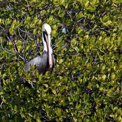 Brown Pelican