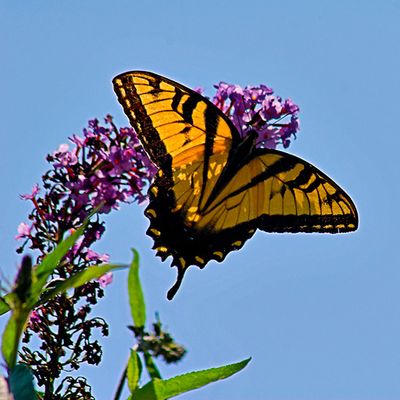 Eastern Tiger Swallowtail, minus half the tail