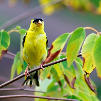 American Goldfinch