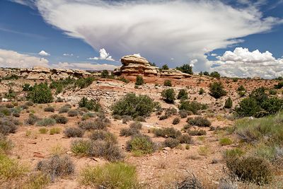 Big Spring Canyon, in The Needles section of Canyonlands