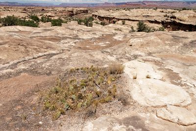In the The Needles section of Canyonlands