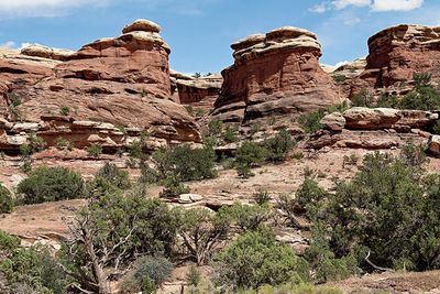 In the The Needles section of Canyonlands