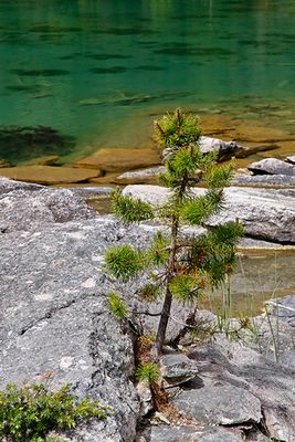 Young pine, at Horseshoe Lake