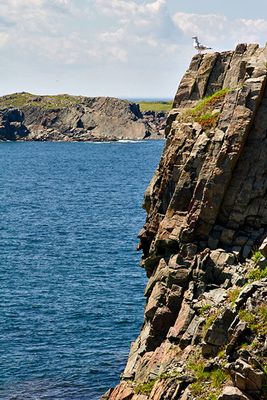 Seagull on sentry duty, Cape Bonavista