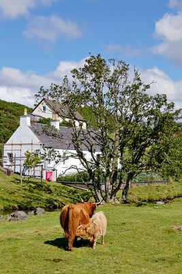Highland Cows in Duirinish