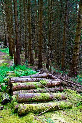 In the forests near Dunvegan