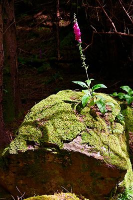 Wild Foxglove, in the forests near Dunvegan