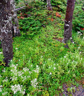 Wildflowers near Western Brook Pond