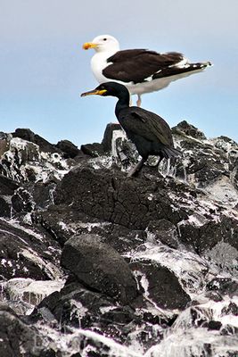 Shore birds, off the Isle of Staffa