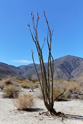 Ocotillo in early bloom, in the Anza-Borrego Desert