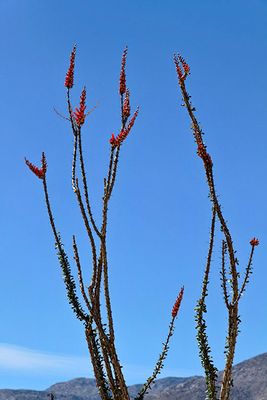 Ocotillo in early bloom, in the Anza-Borrego Desert