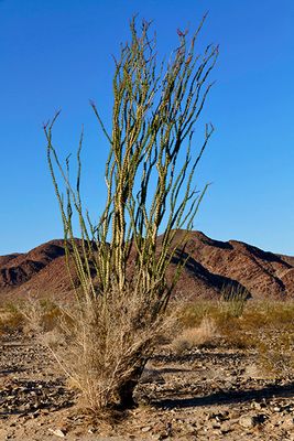 Ocotillo