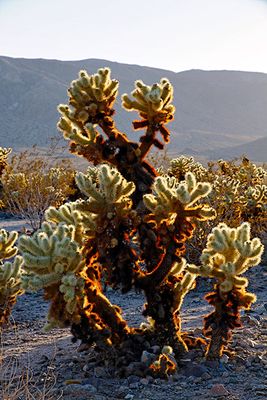 Cholla Cactus