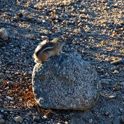 White-tailed antelope squirrel