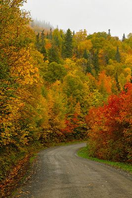 Fall colours on the access road to the Pointe--la-Renomme Lighthouse