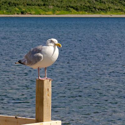 Herring Gull at Lark Harbour