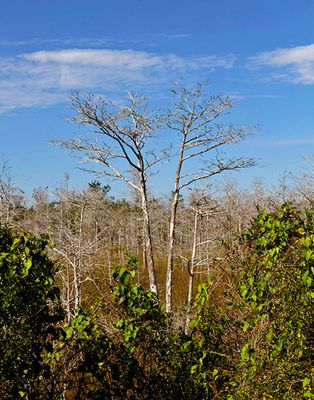 In the Pinelands
