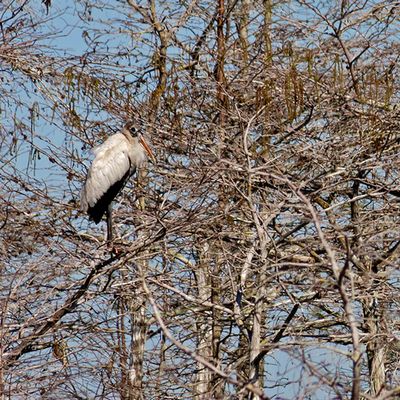 Wood Stork