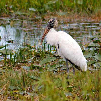 Wood Stork