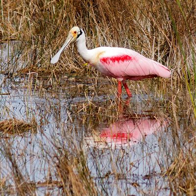 Roseate Spoonbill
