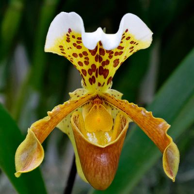 Goliath Orchid - Paphiopedilum