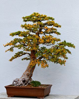 Chinese Elm (Ulmus Parvifolia)