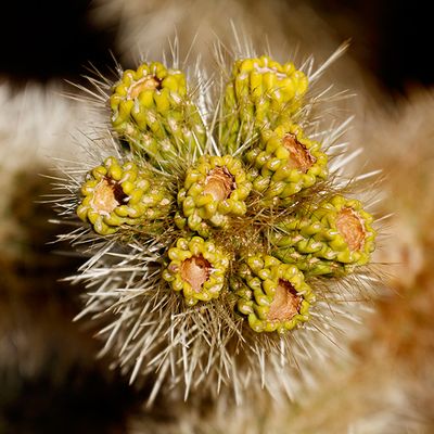 Fruit of the Cholla Cactus