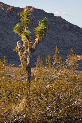 Joshua tree