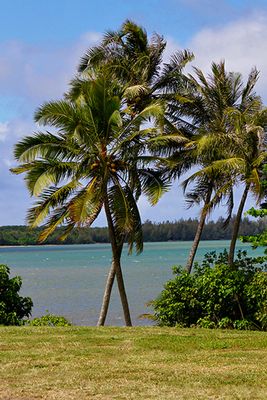 Palm trees, off Waikane