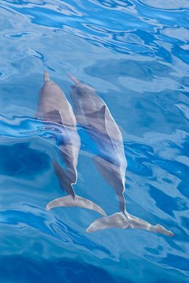Spinner dolphins, along the Na Pali coast