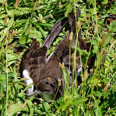 Wedge-tailed Shearwater nesting