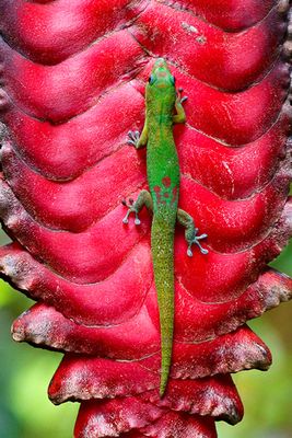 Gold Dust Day Gecko on a Haliconia