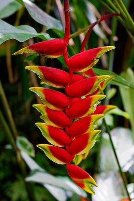 Flora of the Hawai'i Tropical Botanical Garden